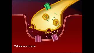 Fonctionnement de la synapse neuromusculaire [upl. by Aivila832]