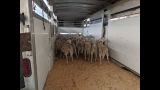 300 x Dohne Merino pregnant Ewes [upl. by Enreval]