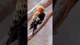 golden hairstyle dressed in a haute couture outfitOchrebacked Woodpecker Celeus ochraceus [upl. by Bittencourt]