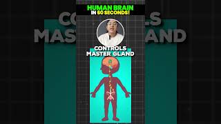 Learn Human Brain in 60 Seconds🧠📚⏰🔥class10 humanbrain class10biology khushboomam [upl. by Ordnajela]