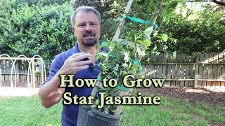 How to grow Star Jasmine Confederate Jasmine with a detailed description [upl. by Shifrah]