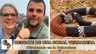 Grabando en la Naturaleza Serpiente coral [upl. by Elena]