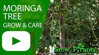 Moringa tree  grow amp care [upl. by Ennovahc]