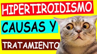 HIPERTIROIDISMO en GATOS Lo Que Necesitas Saber [upl. by Yle]