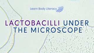 Lactobacilli Under The Microscope [upl. by Kingsley]