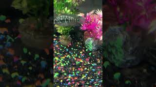 Elephant nose and Pike Cichlid in 20 gallon fishtank [upl. by Deste982]