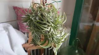 tillandsias en floración 🦋🐞🌱 [upl. by Joeann828]