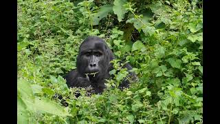 Bwindi Impenetrable Forest National Park June 2024 [upl. by Homerus]