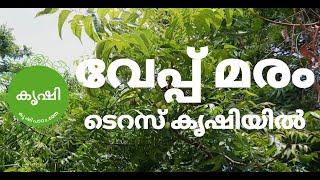 വേപ്പ് മരം ആര്യവേപ്പ് വേപ്പിന്‍ പിണ്ണാക്ക്  Margosa tree Neem usage in gardening [upl. by Ly]