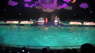 Dolphin show De Droomwens Part 1 Dolfijnenshow [upl. by Ilrebmyk]