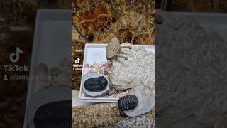 Fossilized trilobites including the rare one Asaphus Kowalewskii fossil trilobite collection [upl. by Naujahs684]