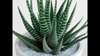 Haworthia Fasciata Zebra Plant Ultimate Guide to Growing and Caring for this Stunning Succulent [upl. by Eerol]