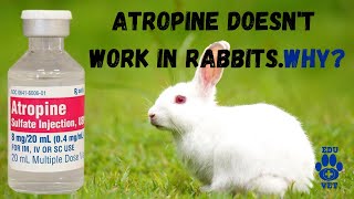 Atropine Contraindicated in Rabbits WHY [upl. by Mcintosh]