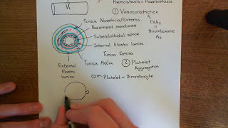 Antithrombin 3 and Heparin Part 2 [upl. by Dempsey]