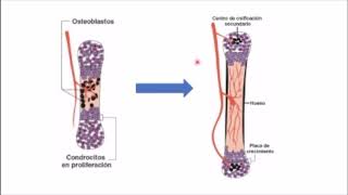 Osificación Intramembranosa y endocondral [upl. by Kincaid298]