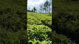 Sittong  DarjeelingTea Garden 🌱🌿nature ytshorts shorts short ytshort teagarden viral love [upl. by Odlanir]