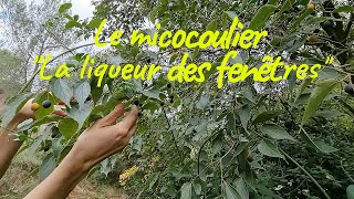 Le Micocoulier et la liqueur des fenêtres [upl. by Golub]