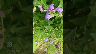 Flowers Festival Lonavala love song spotify music myntra flowers nature [upl. by Jandel]