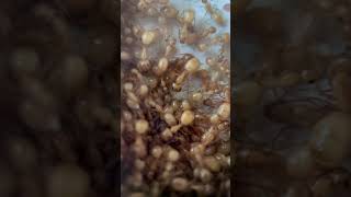 Camponotus fragilis colony ants [upl. by Eissej]