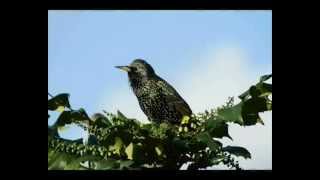 Varnėnas  Common Starling [upl. by Gamal941]