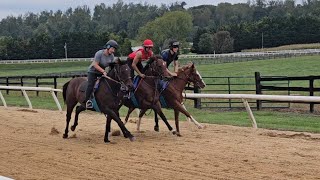 Yearlings Gallo rail and Secret Notion middle first week on the track w Sonja amp the pony along [upl. by Redlac]