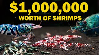 1000000 Boa Shrimp Farm [upl. by Airogerg]