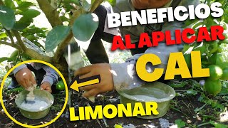 BENEFICIOS de Aplicar CAL en las PLANTAS de Cítricos  Combate Hongos y Plagas en tu Planta de LIMÓN [upl. by Kedezihclem]