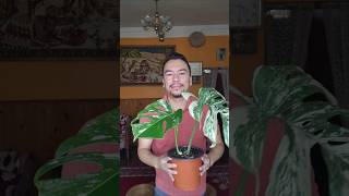 Variegated Monstera  Monstera Albo and Monstera Thai Constellation plants shorts aroids [upl. by Latsryc968]