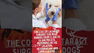 average cost to treat a dog with cataracts [upl. by Nwadal]