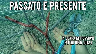 Allevare la vite gli effetti della potatura ramificata a un anno di distanza [upl. by Cobby264]