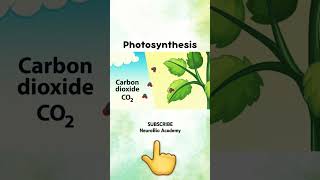 Photosynthesis Animation [upl. by Seale822]