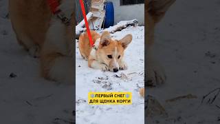 Первый снег для щенка корги corgi [upl. by Eidod]