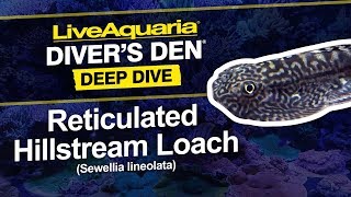 LiveAquaria® Diver’s Den® Deep Dive Reticulated Hillstream Loach Sewellia lineolata [upl. by Gilmore]