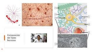 Histología del Sistema Nervioso  Parte 1 [upl. by Ekoorb]