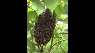 Small honey bee swarm [upl. by Lorn427]