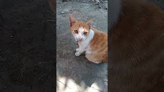 Olen n Flen cat catlover kucing kitten shortvideo animals subscribe [upl. by Acinoreb]