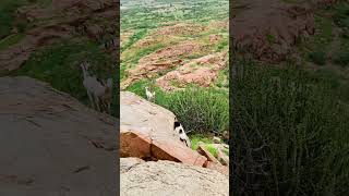 Goats are roaming on mountains animals goat goats goatsworld goatlovers goatlife thardesert [upl. by Brightman222]