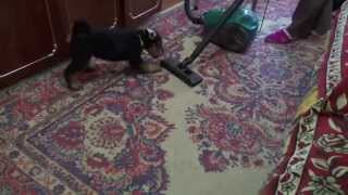 Est Etiam  airedale R litter 8 weeks amp vacuum cleaner [upl. by Janice]