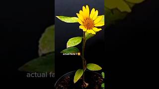 Flower seedstimelapsegarden AmazingTubeTimeLapse shortvideos natural seeds [upl. by Ettenig]