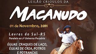 LEILÃO CRIOULOS DA MACANUDO AO VIVO PROGRAMA CAVALOS [upl. by Dante693]