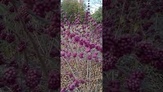 American beautyberry Callicarpa americana  looks interesting and beautiful 🥰 [upl. by Nadabus778]