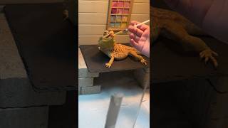 Chuck has Coccidia 😢 petshorts beardeddragon pets coccidia [upl. by Sitsuj245]