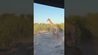 Lion Rides Giraffe to Bring it Down [upl. by Nevins]