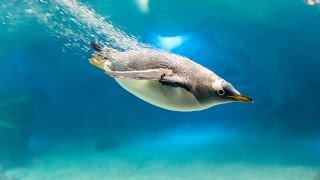 Penguins flying underwater at Sea World 🗺 Orlando Florida [upl. by Nealy]