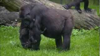 Gorillatwin Burgers Zoo 25 September 2013  part 4 [upl. by Weyermann175]