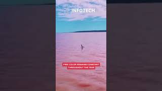 Pink lake Hillier  Australia  Best place short video Clip [upl. by Buehler168]