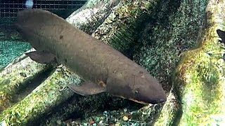 ネオケラトドゥス Queensland Lungfish Neoceratodus forsteri オーストラリアハイギョ [upl. by Nwahsid606]