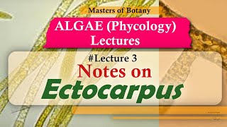 Lecture 3  Ectocarpus Life Cycle Phaeophyceae  Algae Phycology Lecture  Notes [upl. by Drazze]