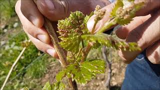 Beratungsvideo Weinbau  7 Nachaustriebsbehandlungen im Weinbau [upl. by O'Meara212]