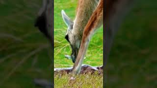 Guanaco Mother Giving Birth in Patagonia 😲 [upl. by Lennahs]